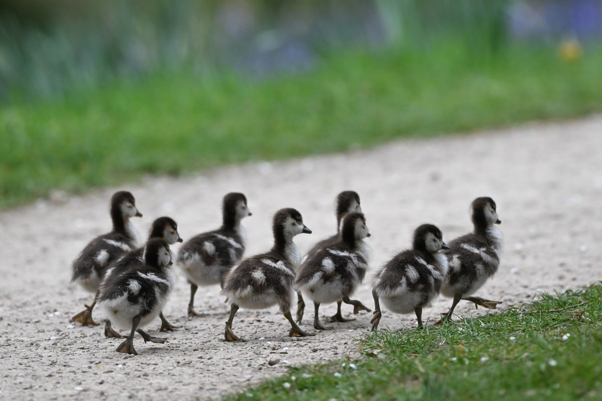 Algoritmik Kültür: Dijital Pazarlamada Özgünlük Sınırı Nerede?