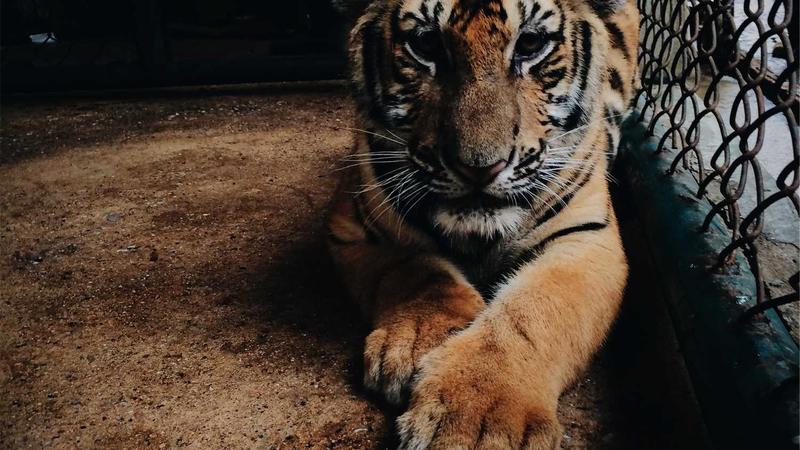 top Komutu Hile Sayfası: Başlatma, Etkileşimli Kullanım ve Ayarlar